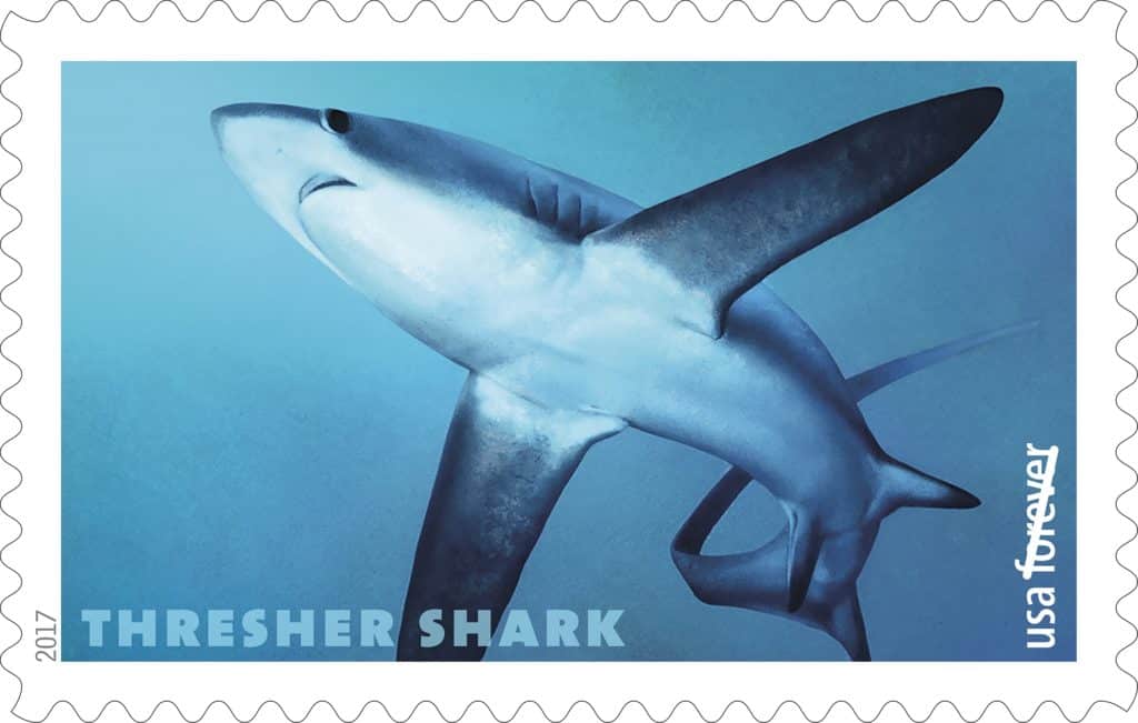 Thresher Shark Stamp