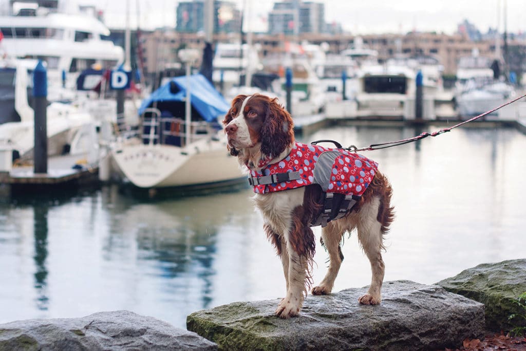 Boating Pets Safety