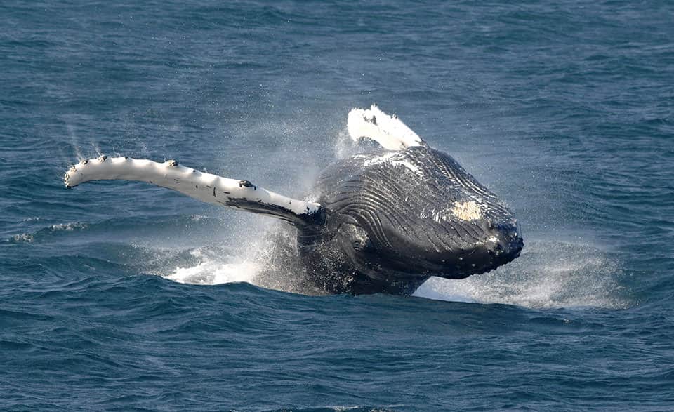 Whalewatching at Stellwagen Bank National Marine Sanctuary