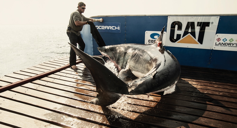 Tracking Great White Sharks With Ocearch