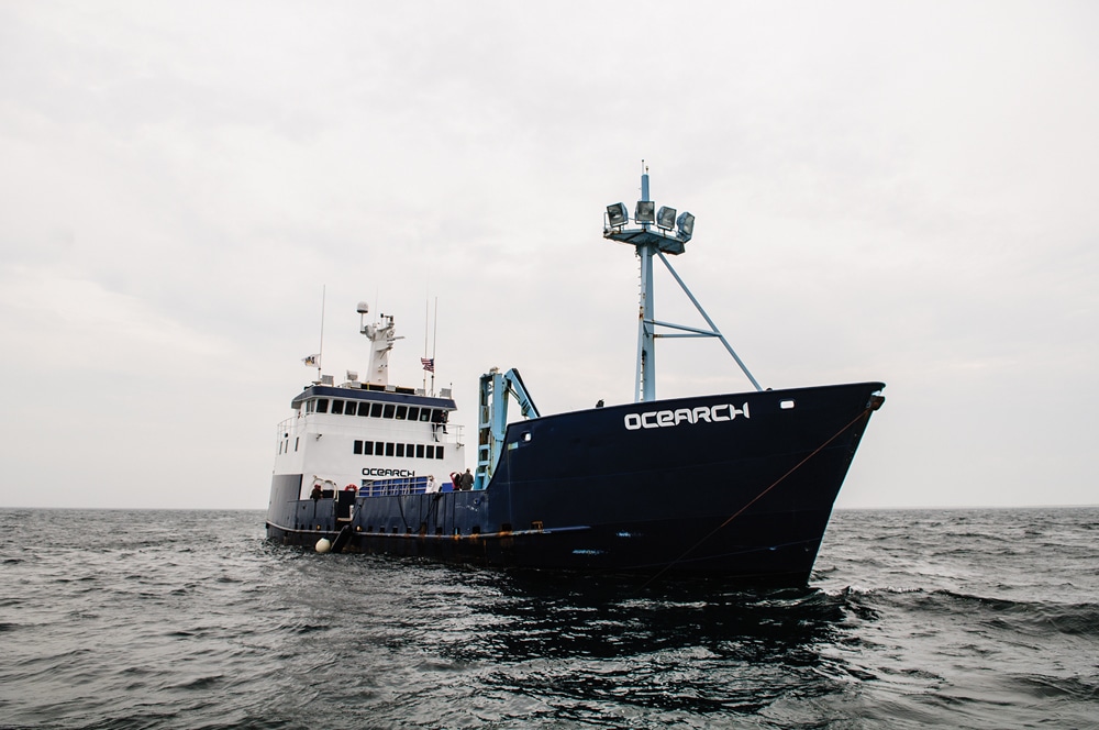 Tracking Great White Sharks With Ocearch