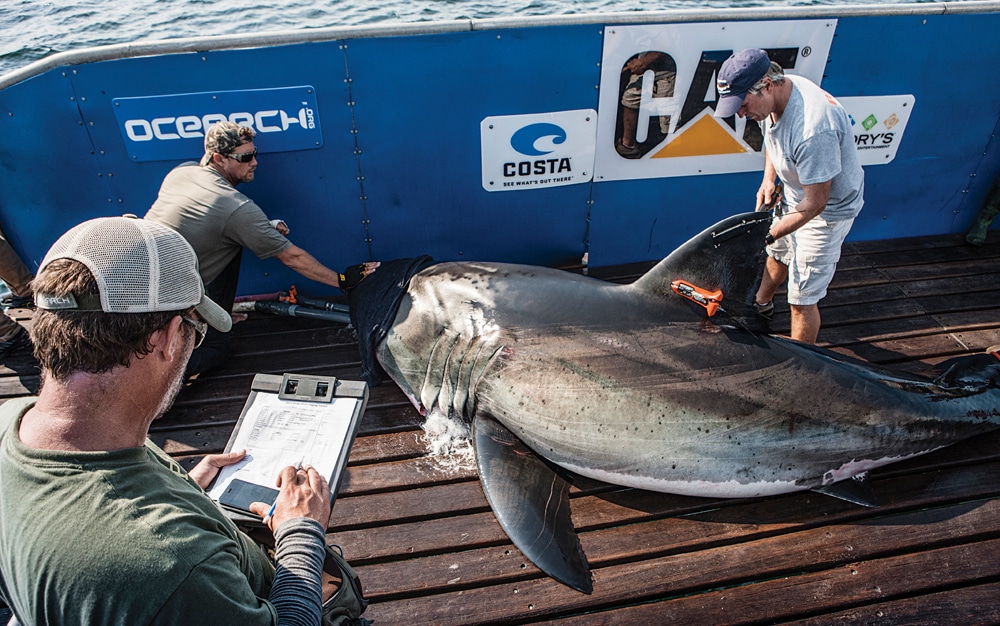 Tracking Great White Sharks With Ocearch