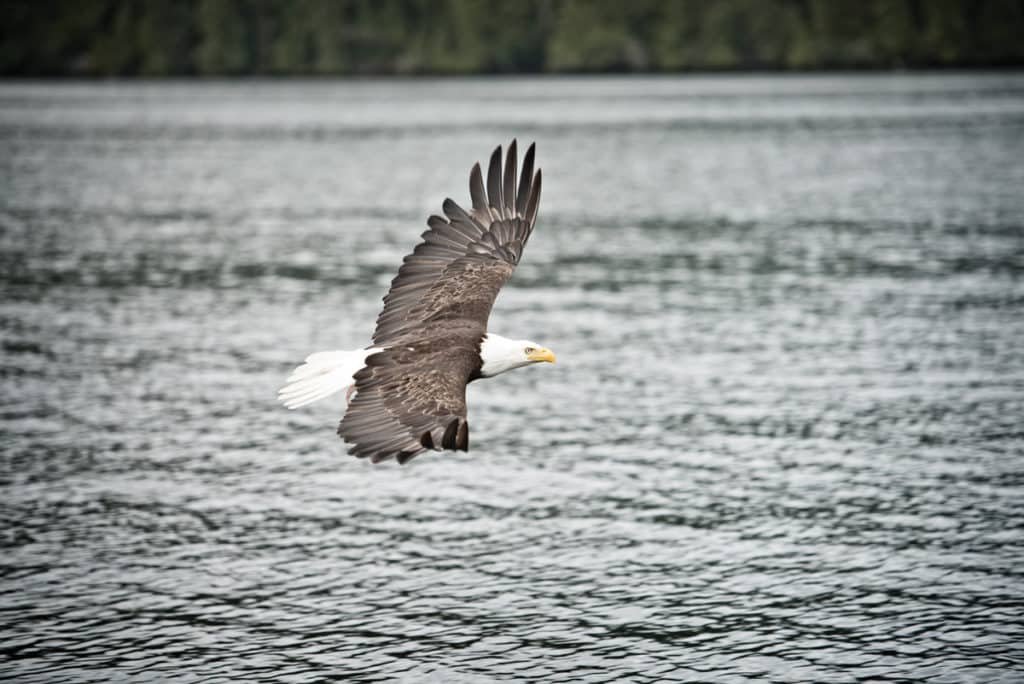 Fishing Vancouver Island Aboard A Grady-White