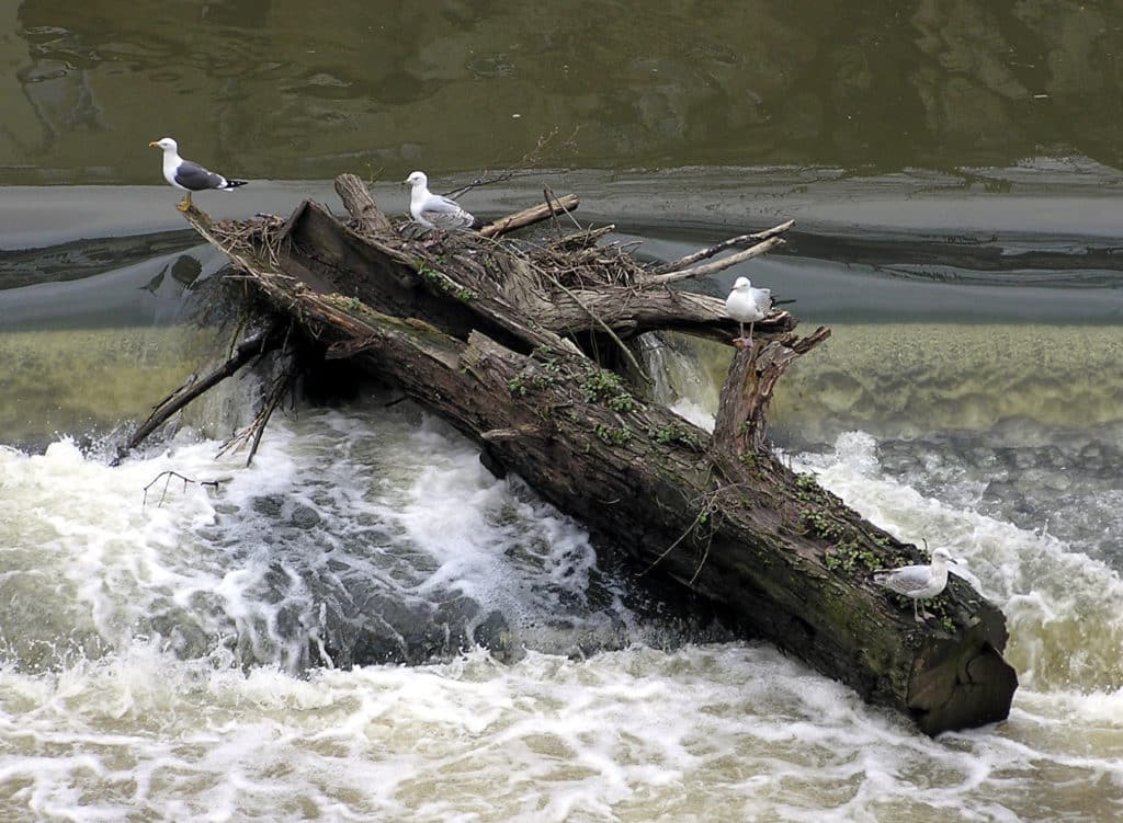 Flotsam as a result of high tide