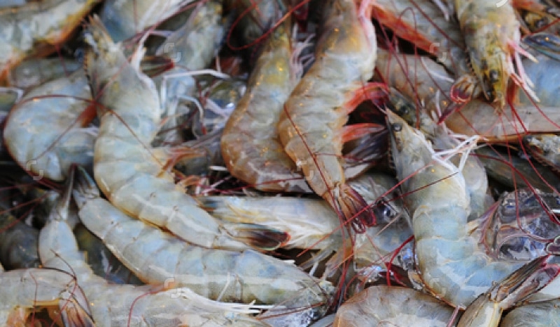 Harvesting Seafood From Your Boat