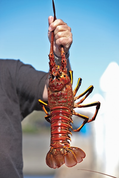 California Lobster Battles