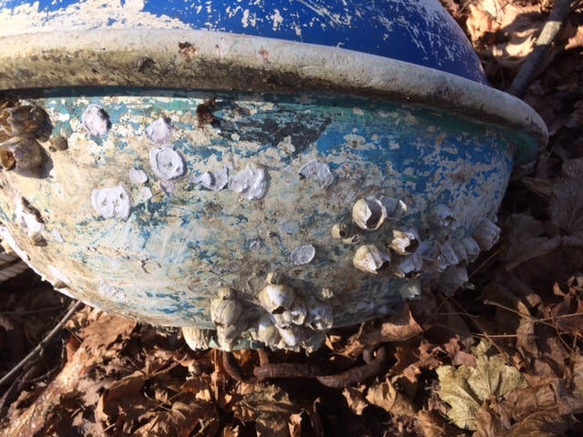 Mooring ball with barnacles on it.