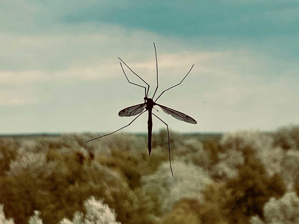 Closeup of a mosquito