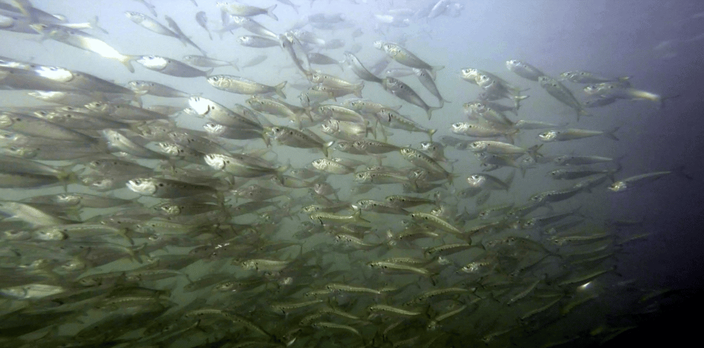 Menhaden School: NOAA