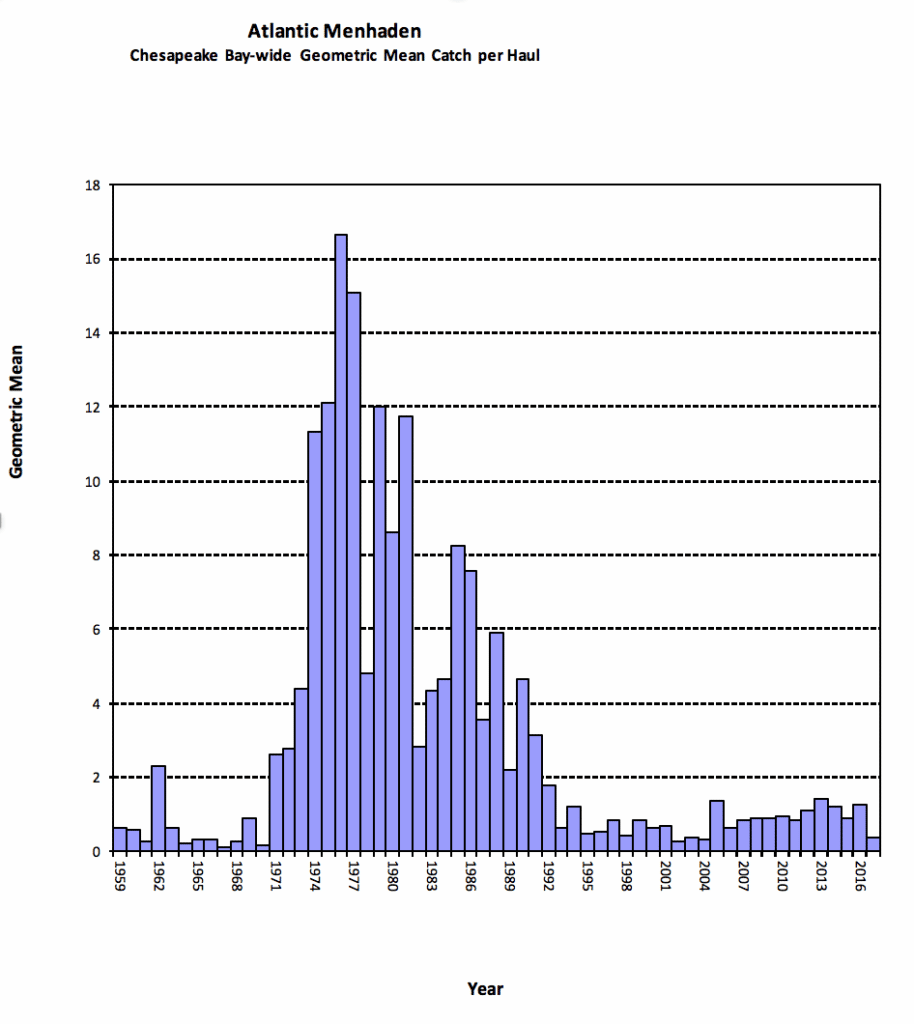 Menhaden in chesapeake