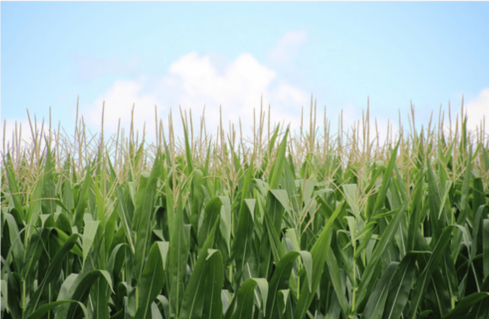 USDA Corn Image