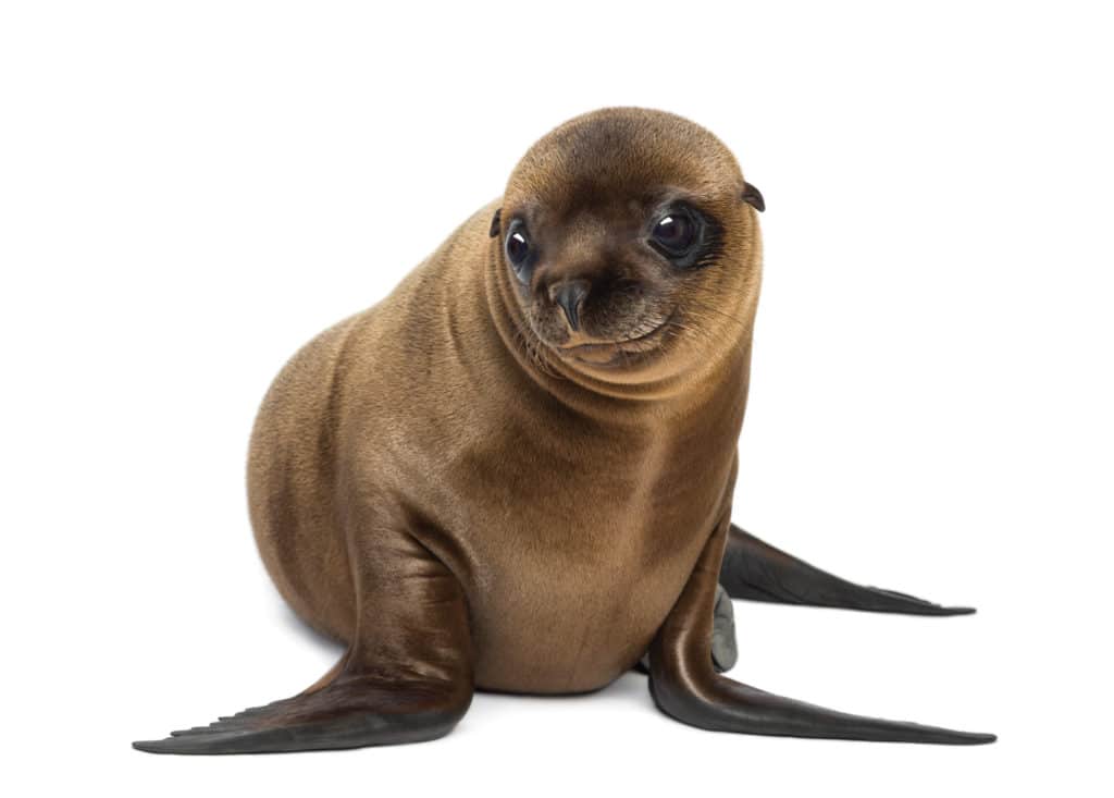 Protecting Boats and Docks From Sea Lions