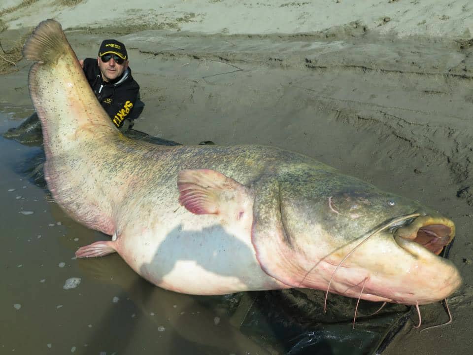 World record catfish of 280 pounds?