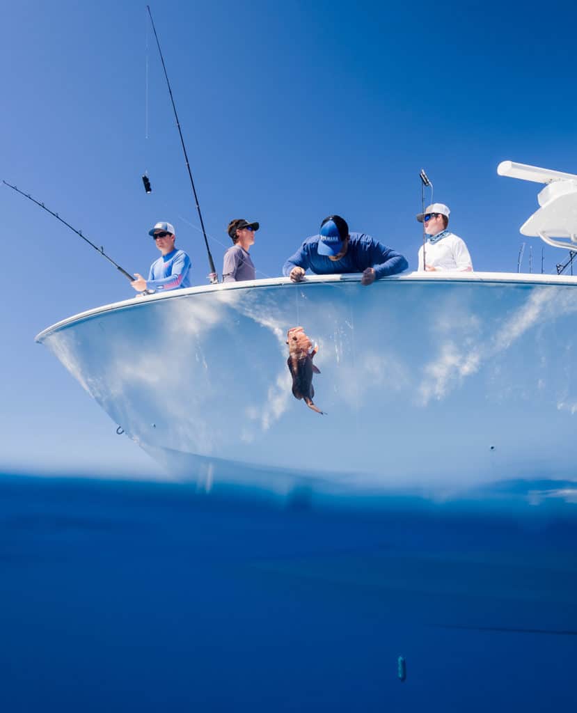 Grouper catch protected by Sharkbanz Zeppelin