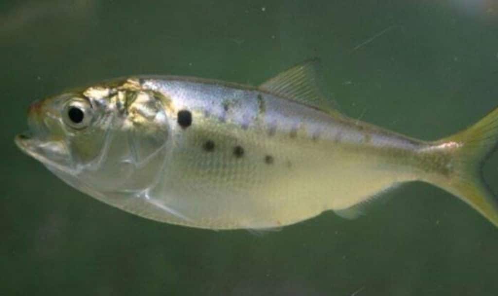 Atlantic Menhaden