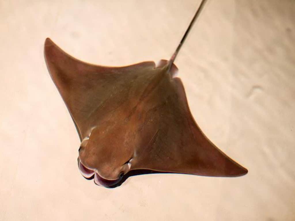 Cow Nosed Ray