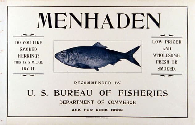 Menhaden poster