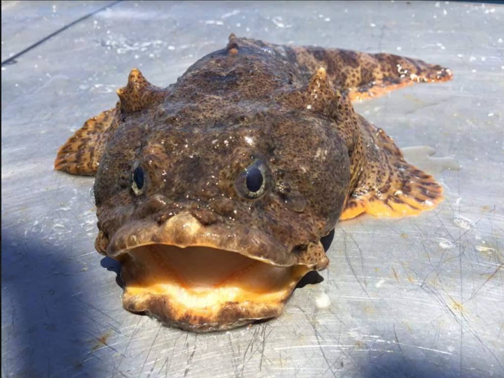 Oyster Toadfish