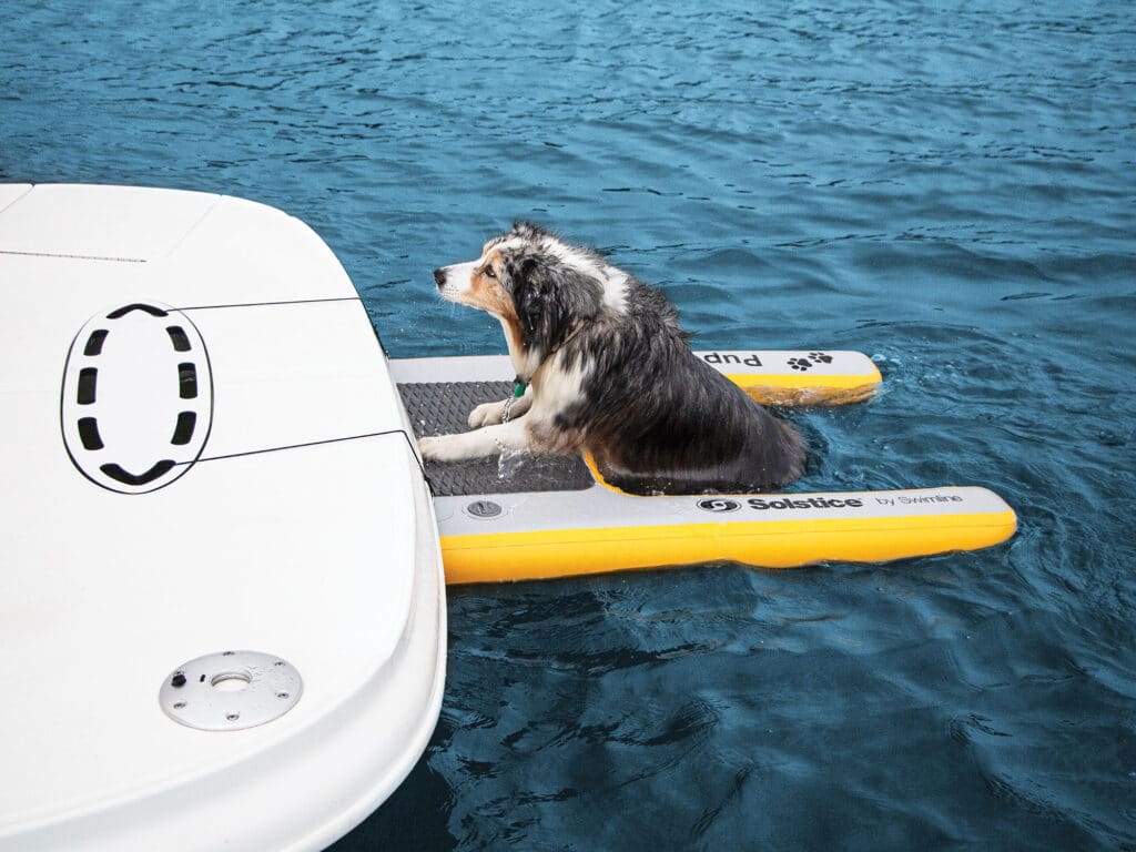 Best Gear for Boating Dogs