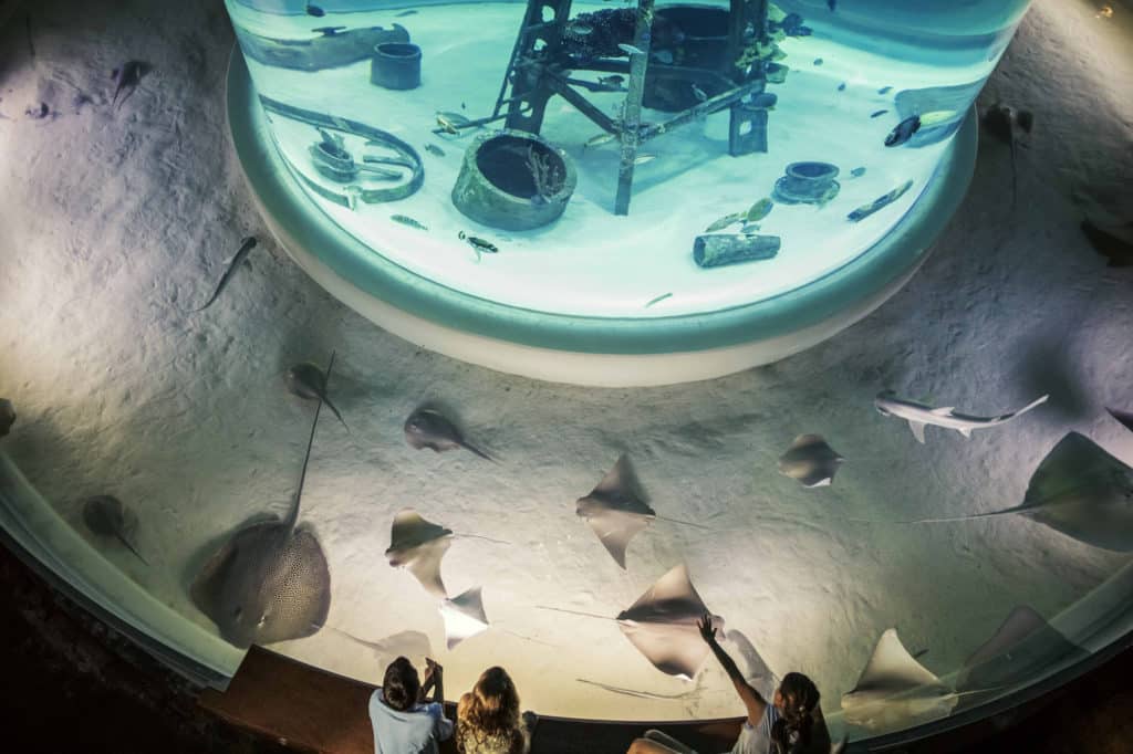 Wonders of Wildlife Museum Opening