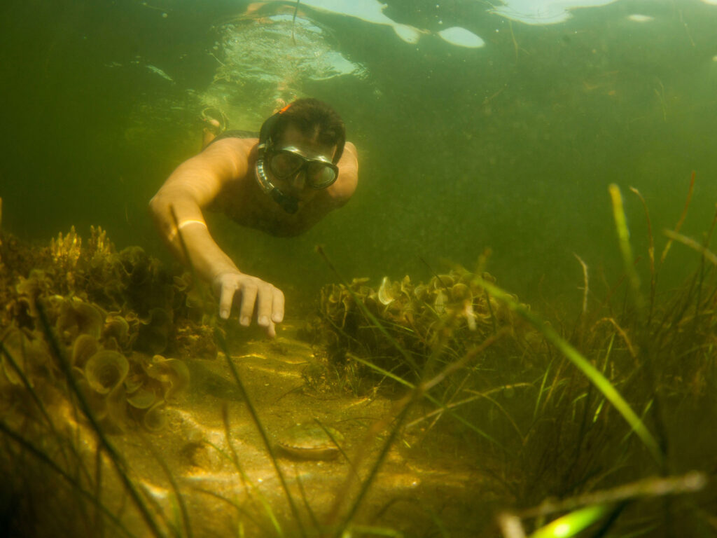 Snorkeler hunting for scallops